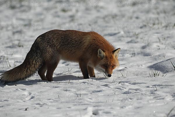 Red fox