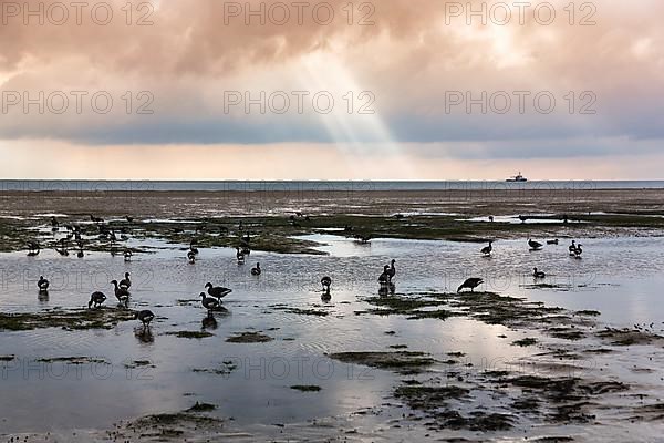 Brant geese