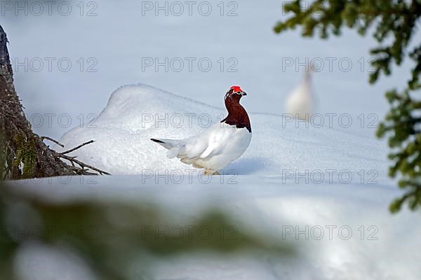 Willow Grouse