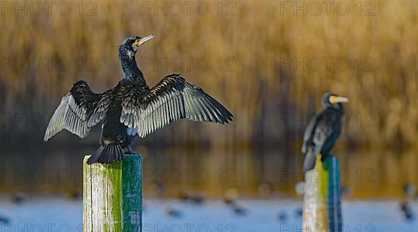 Great cormorant