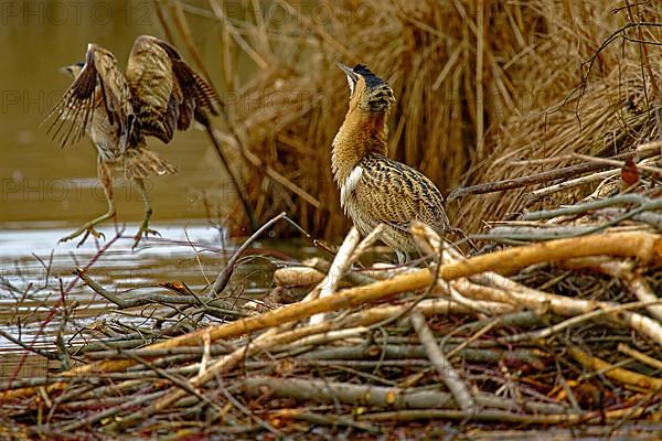 Eurasian bittern