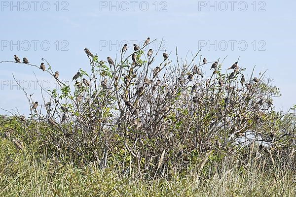 House sparrows