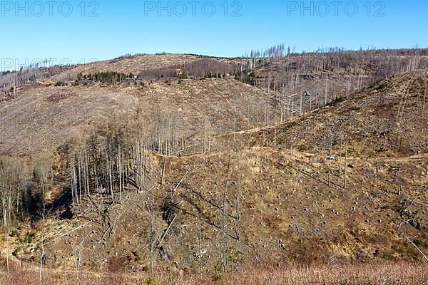 Environmental destruction Climate crisis Climate change Environment Destruction Landscape Nature Forest Dieback at the Brocken in the Harz Mountains