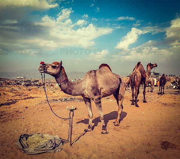 Vintage retro hipster style travel image of camels at Pushkar Mela