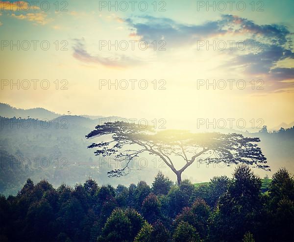 Vintage retro hipster style travel image of lonely tree on sunrise in hills. Kerala