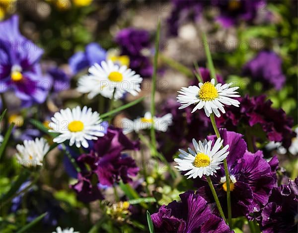 Blooming field flowers