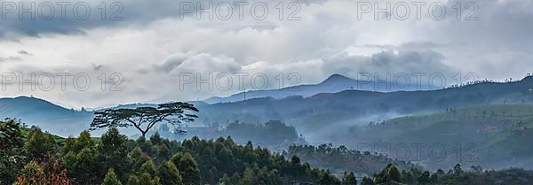 Panorama of cloudy morning in hills with lonely tree on sunrise in hills. Kerala