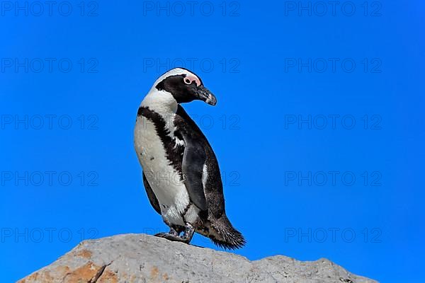 African penguin