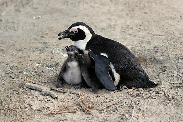 African penguin