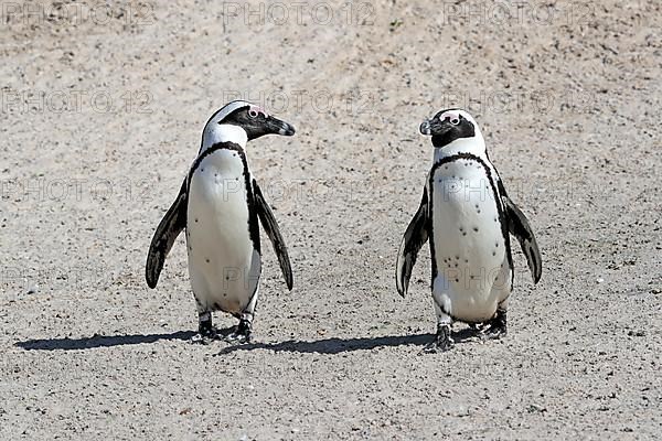 African penguin