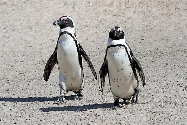 African penguin