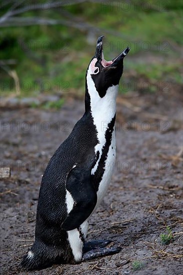 African penguin