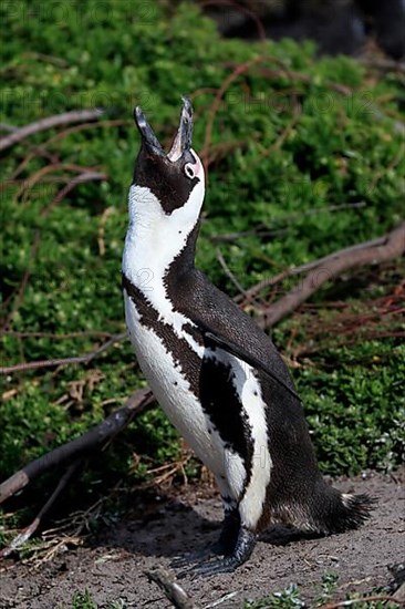 African penguin