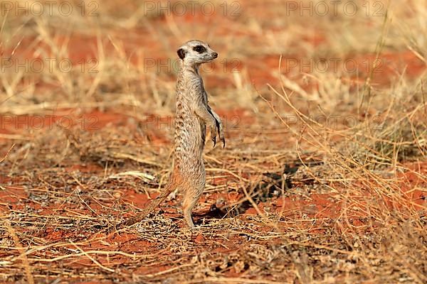 Meerkats