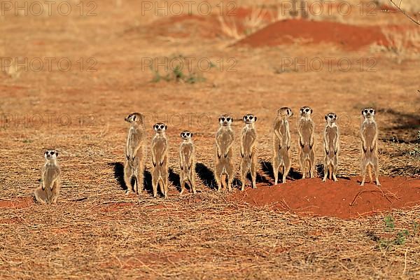 Meerkats