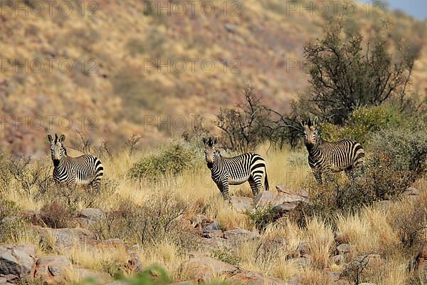 Hartmann's mountain zebra