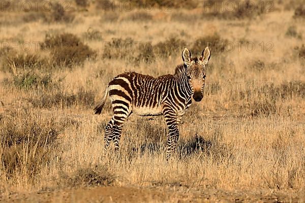 Cape Mountain Zebra