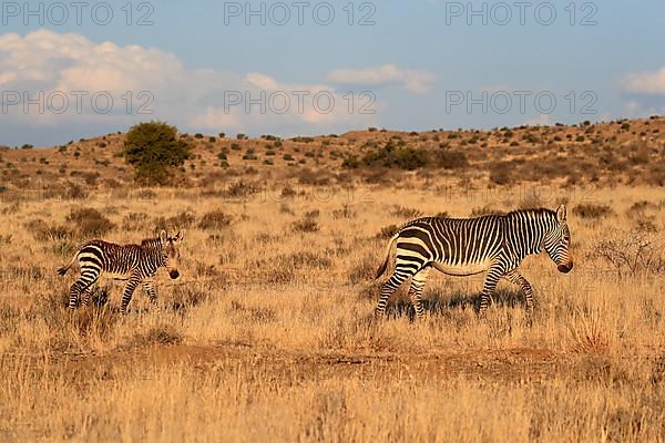 Cape Mountain Zebra