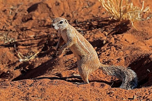 Cape ground squirrel