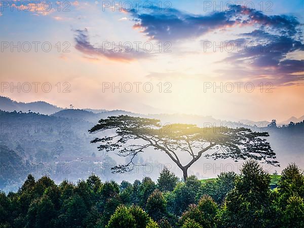 Lonely tree on sunrise in hills. Kerala