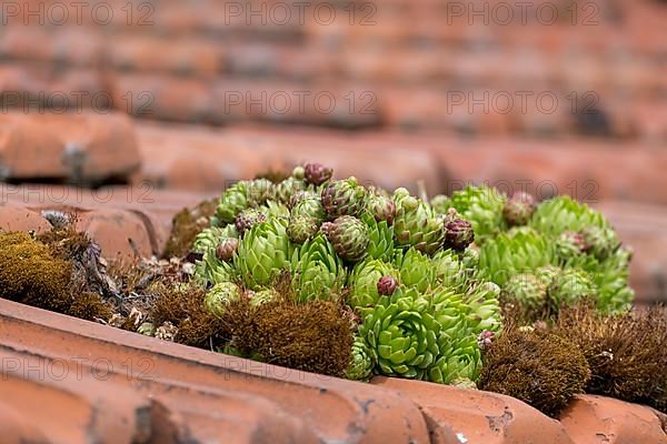 Common houseleek