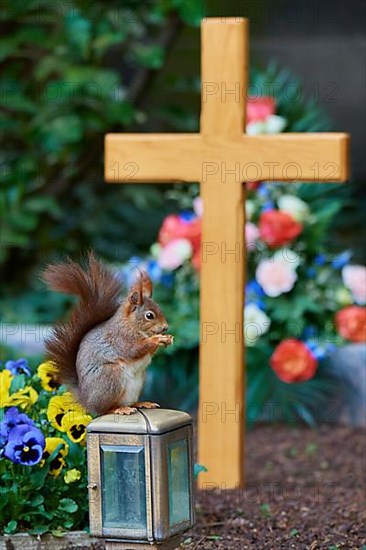 Red Squirrel