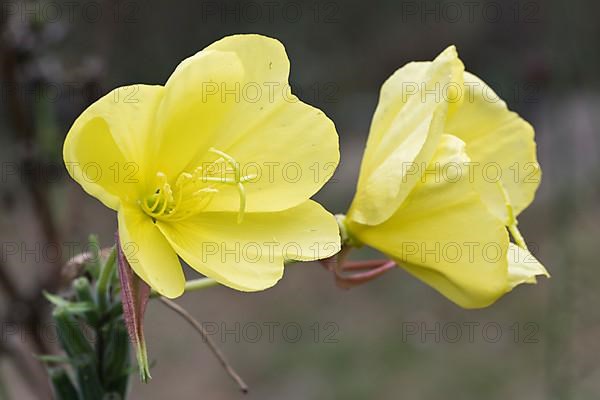 Common evening primrose