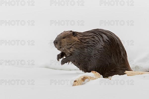 North American beaver