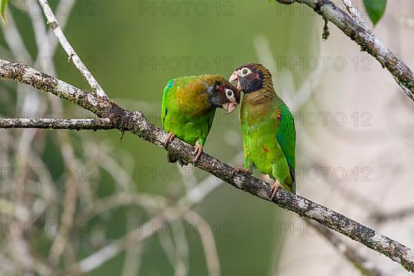 Brown-hooded parrot