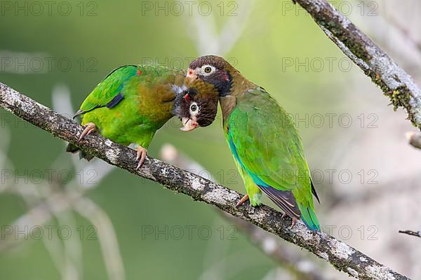 Brown-hooded parrot