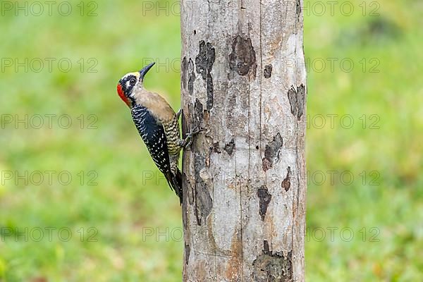 Black-cheeked woodpecker