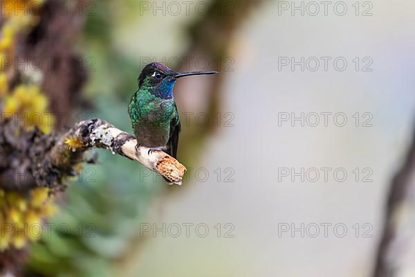 Talamanca hummingbird