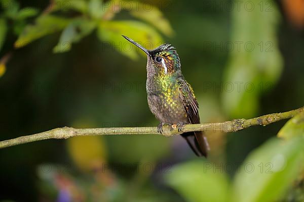 Purple-throated nymph