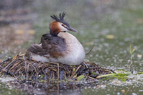 Great Crested Grebe