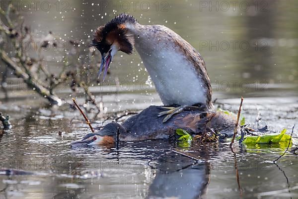 Great Crested Grebe