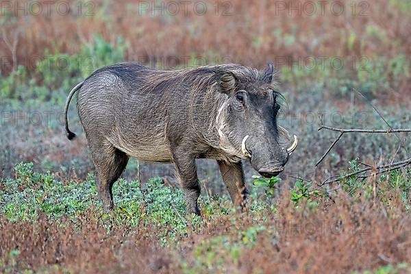 Common warthog