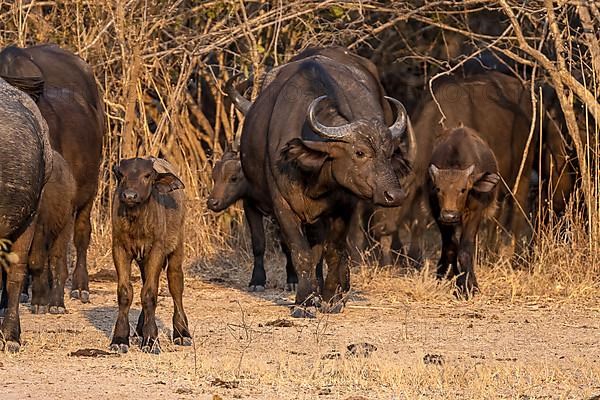 African buffalo