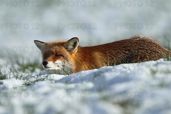 Red fox