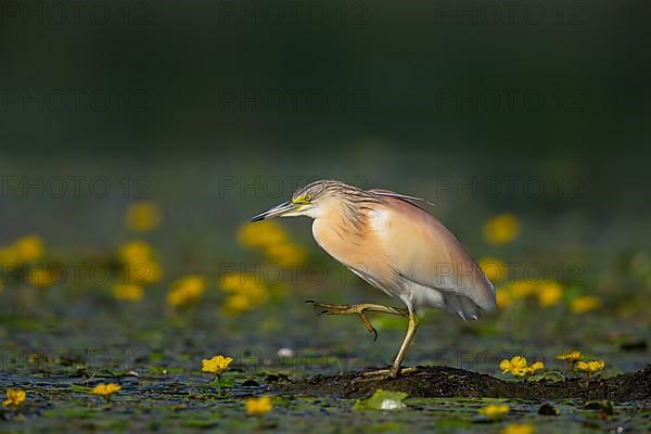 Squacco heron