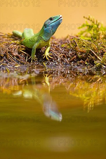 Western green lizard