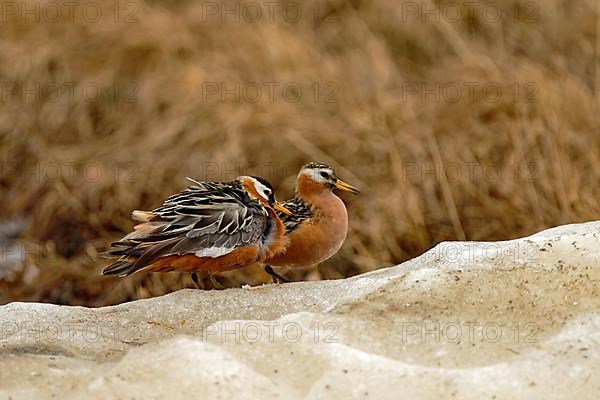 Thor's grouse