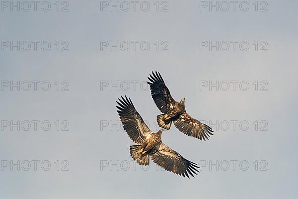 Juvenile bald eagle