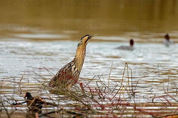 Eurasian bittern