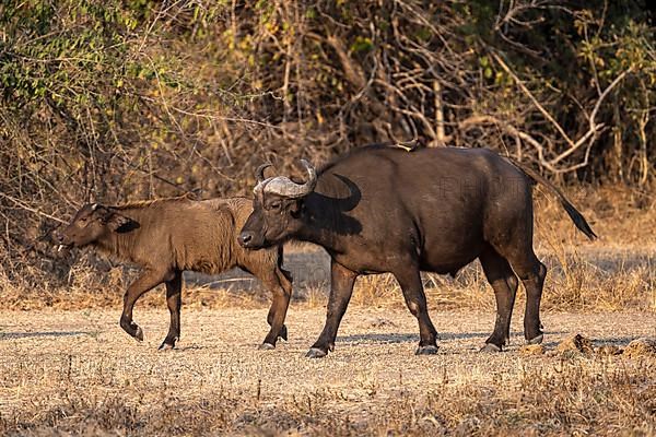 African buffalo