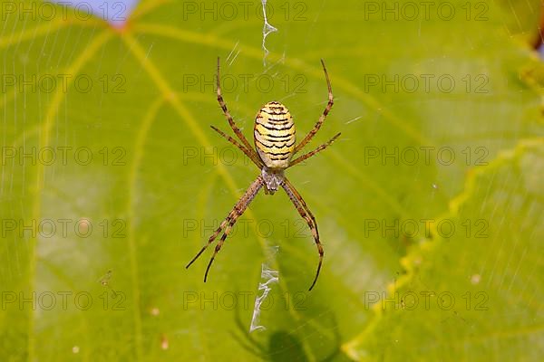 Wasp spider