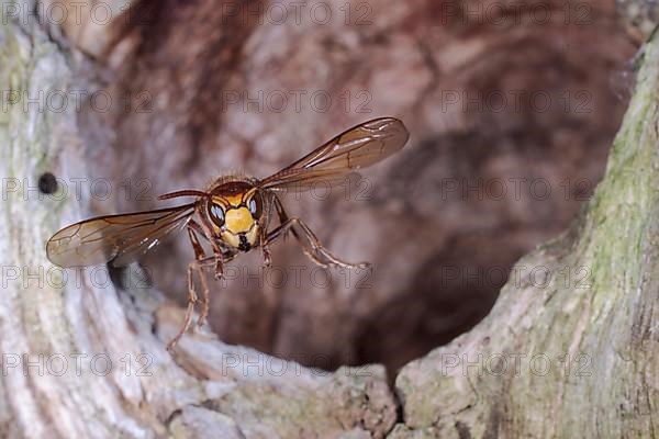 European hornet