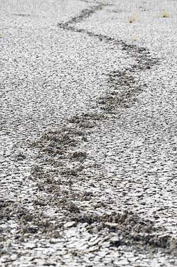 Elephant footprints in dried-up mud patterns. Etosha National Park