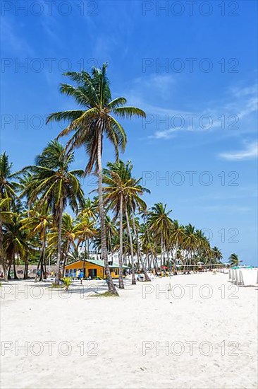 Beach Playa Spratt Bight Travel Holiday Vacation with Palm Trees by the Sea on San Andres Island in Colombia