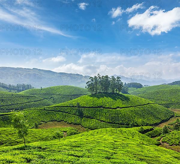 Tea plantations. Munnar