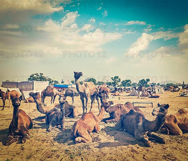 Vintage retro hipster style travel image of camels at Pushkar Mela